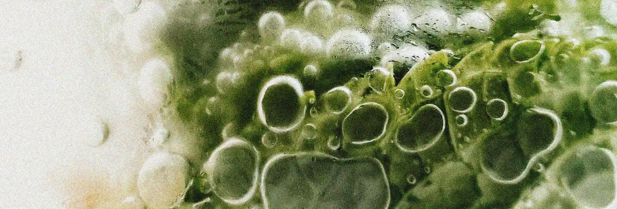 ¿Dónde encontrar vitamina E de forma natural?